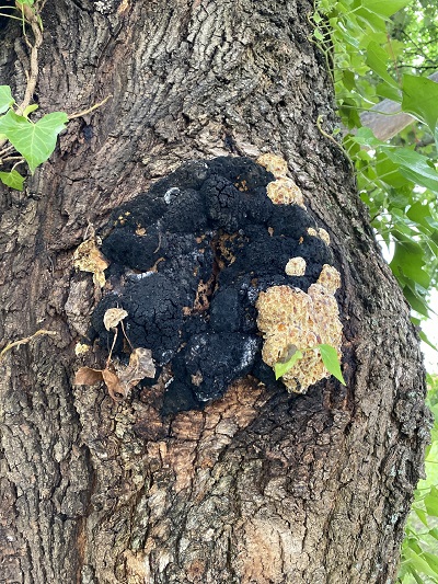 Inonotus nidus-pici